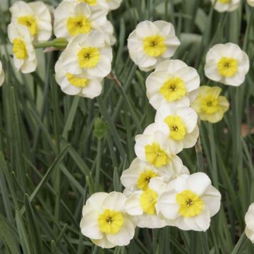 Narcissus Sun Disc - Jonquilla-narcis