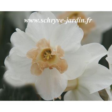 Narcissus Louise de Coligny - Grootkronige narcis