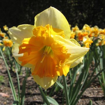 Narcissus Mondragon - Grootkronige narcis