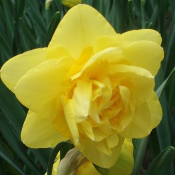 Narcissus Sherborn - Narcis dubbel