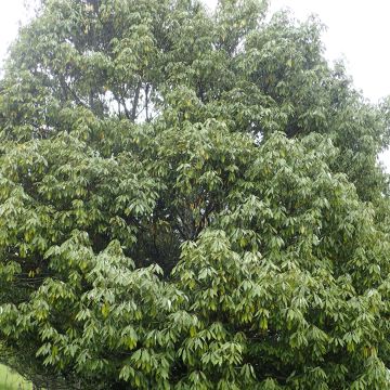 Neolitsea sericea - Neolitsea