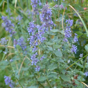 Nepeta grandiflora Summer Magic - Kattenkruid