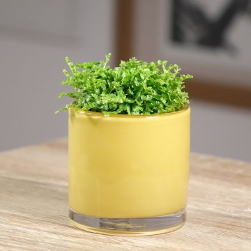 Nephrolepis exaltata Fluffy Ruffle - Bostonvaren