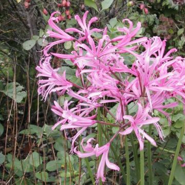 Nerine bowdenii Pink Triumph bol - Kliplelie