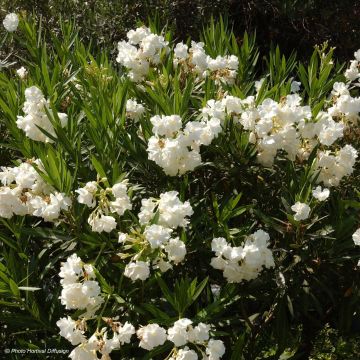 Nerium oleander Wit - Oleander