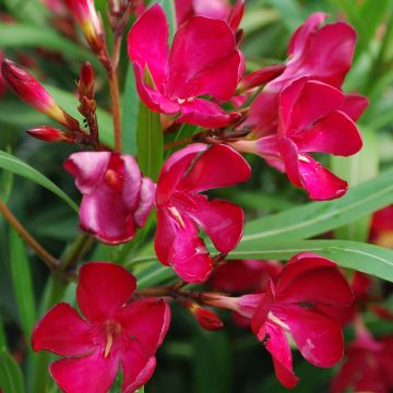 Nerium oleander Rood Simple - Oleander