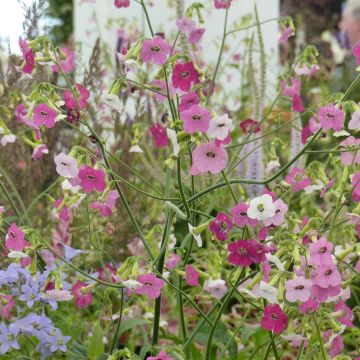 Nicotiana mutabilis Marshmallow - Siertabak
