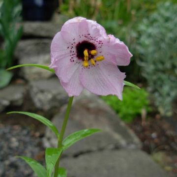 Nomocharis aperta - Nomocharis