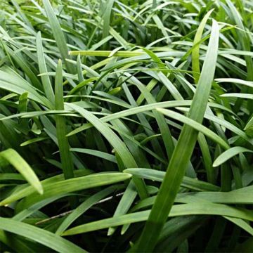 Ophiopogon planiscapus - Slangenbaard