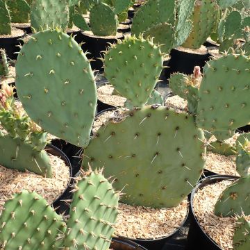 Opuntia engelmannii Belen - Schijfcactus
