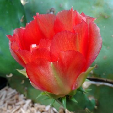 Opuntia engelmannii lindheimeri - Schijfcactus