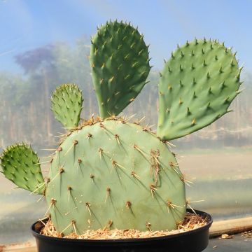 Opuntia engelmannii rastrera - Schijfcactus