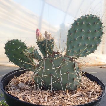 Opuntia howeyi - Vijgcactus