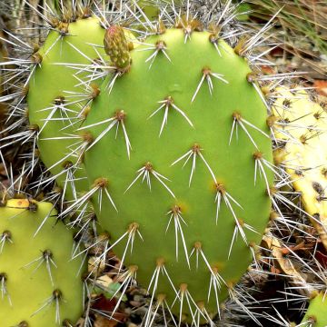Opuntia semispinosa - Schijfcactus