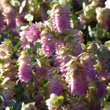 Origanum rotundifolium Kent Beauty - Marjolein
