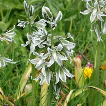 Ornithogalum narbonense - Franse vogelmelk