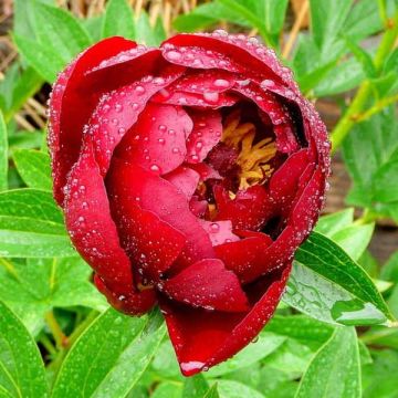 Paeonia lactiflora Buckeye Belle - Pioenroos