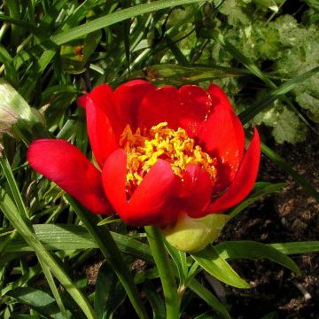 Paeonia lobata Sunshine - Pioenroos
