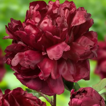 Paeonia lactiflora Françoise Ortegat - Pioenroos