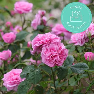 Mand Goede Planten speciaal rozen