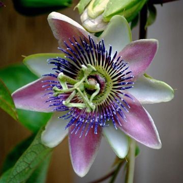 Passiflora allardii - Passiebloem