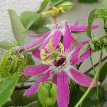 Passiflora Aurora - Passiebloem