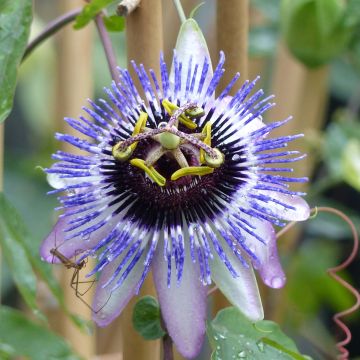 Passiflora Damsels Delight - Passiebloem