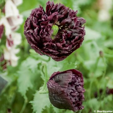 Papaver somniferum Black Peony (zaad) - Eenjarige slaapbol