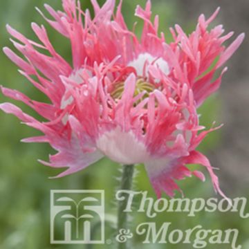 Papaver somniferum Pink Fizz (zaad) - Eenjarige slaapbol