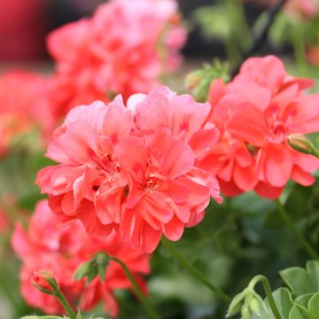 Pelargonium peltatum Apricot Salmon Orange - Hanggeranium dubbel