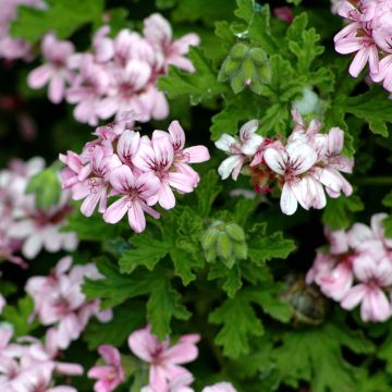 Pelargonium graveolens - Geurgeranium