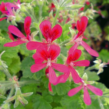 Pelargonium Concolor Lace - Geurgeranium