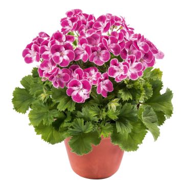 Pelargonium Pinkerbell - Regal geranium