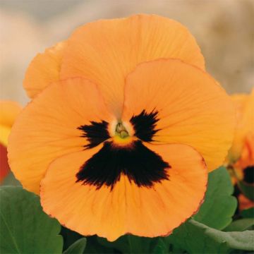 Viola Inspire F1 Orange with Blotch - Grootbloemige viool