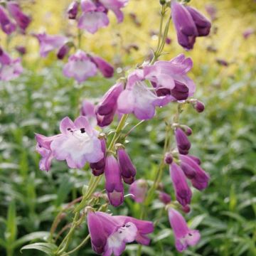 Penstemon Alice Hindley - Slangenkop