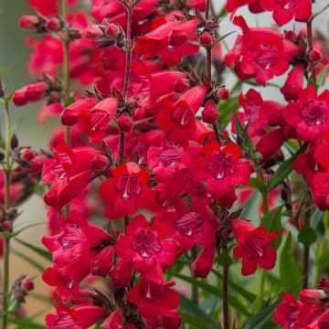Penstemon Harlequin Red - Slangenkop