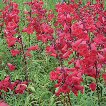 Penstemon Schoenholzeri - Slangenkop