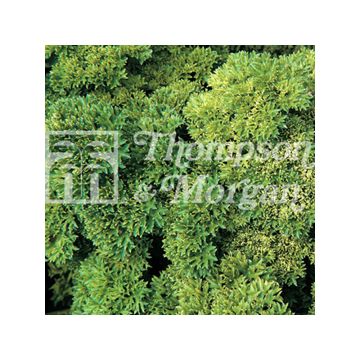 Krulpeterselie Champion