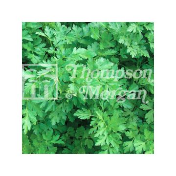 Platte peterselie Laura