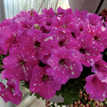 Petunia Baby Doll - Hangpetunia