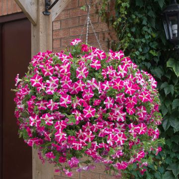 Petunia Designer Rose Star - Hangpetunia