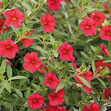 Calibrachoa Million Bells Red - Mini petunia