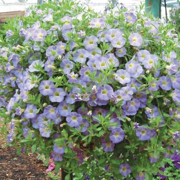 Calibrachoa Million Bells Chiffon Blue - Mini petunia