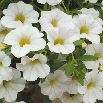 Calibrachoa Million Bells Trailing Ice - Mini petunia