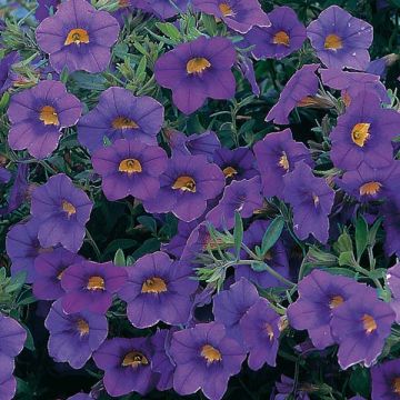 Calibrachoa Million Bells blue star - Mini petunia