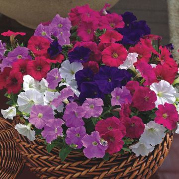 Petunia Picobella Cascade - Hangpetunia