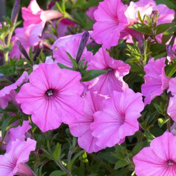 Petunia Supertunia Vista Bubblegum - Hangpetunia