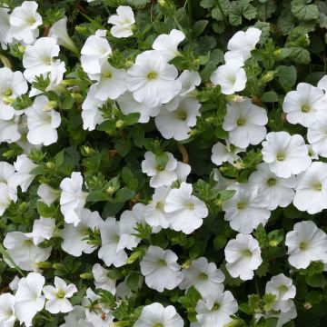 Petunia Surfinia Snow Wit - Hangpetunia