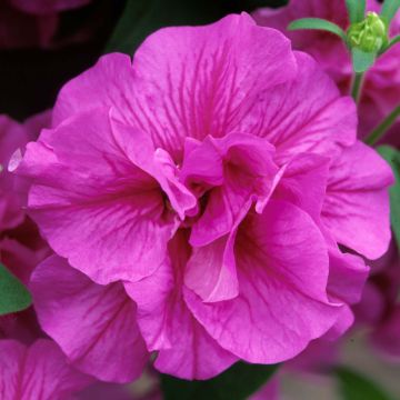 Petunia Tumbelina Candyfloss - Hangpetunia
