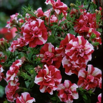 Petunia Tumbelina Cherry Ripple - Hangpetunia dubbel